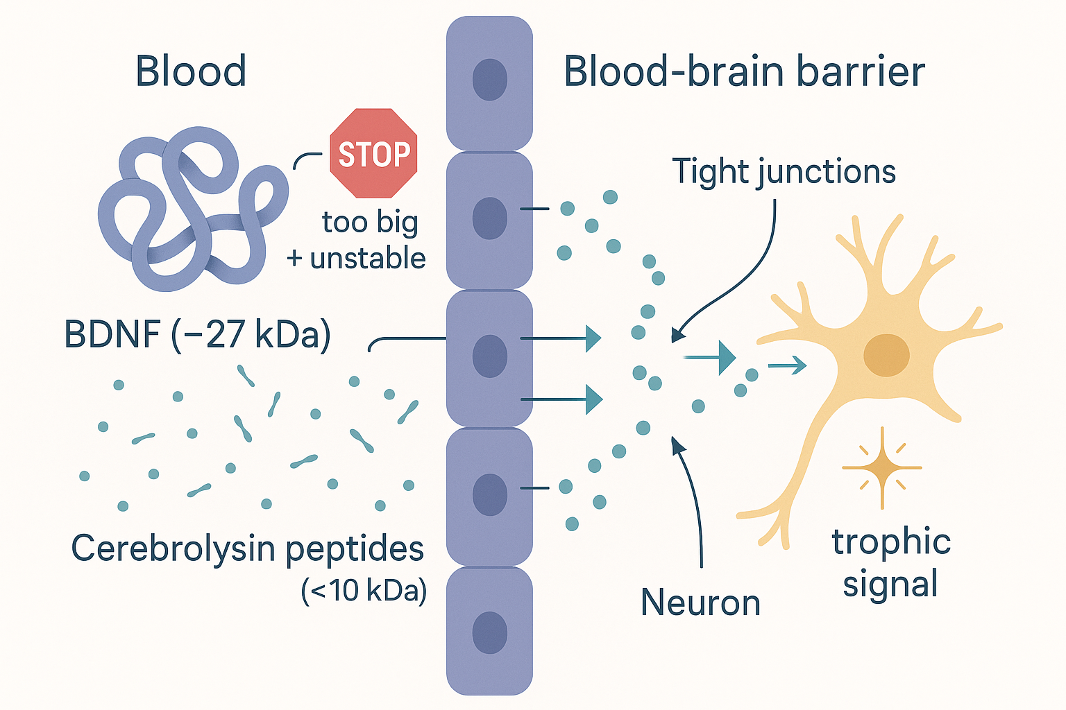 Spatial diagram: a large folded BDNF protein blocked at the blood-brain barrier by a stop symbol while many small sub-10 kDa cerebrolysin peptide fragments slip through the tight junctions to reach a neuron on the brain side