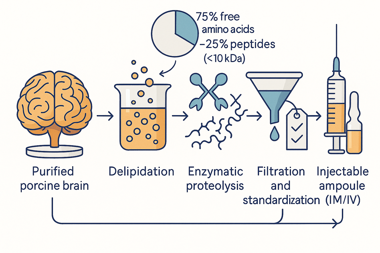 Flat vector manufacturing flow showing a porcine brain being purified, delipidated, broken down by enzymatic proteolysis into a defined mixture of short peptides and free amino acids, then filtered, standardised and sealed into an injectable ampoule