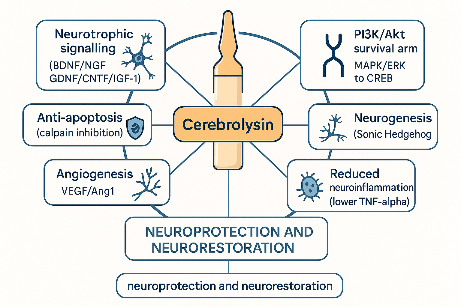 Flat vector hub-and-spoke cascade diagram with Cerebrolysin at the centre radiating to neurotrophic, vascular, anti-apoptotic, neurogenic and anti-inflammatory pathways, each converging on neuroprotection and neurorestoration