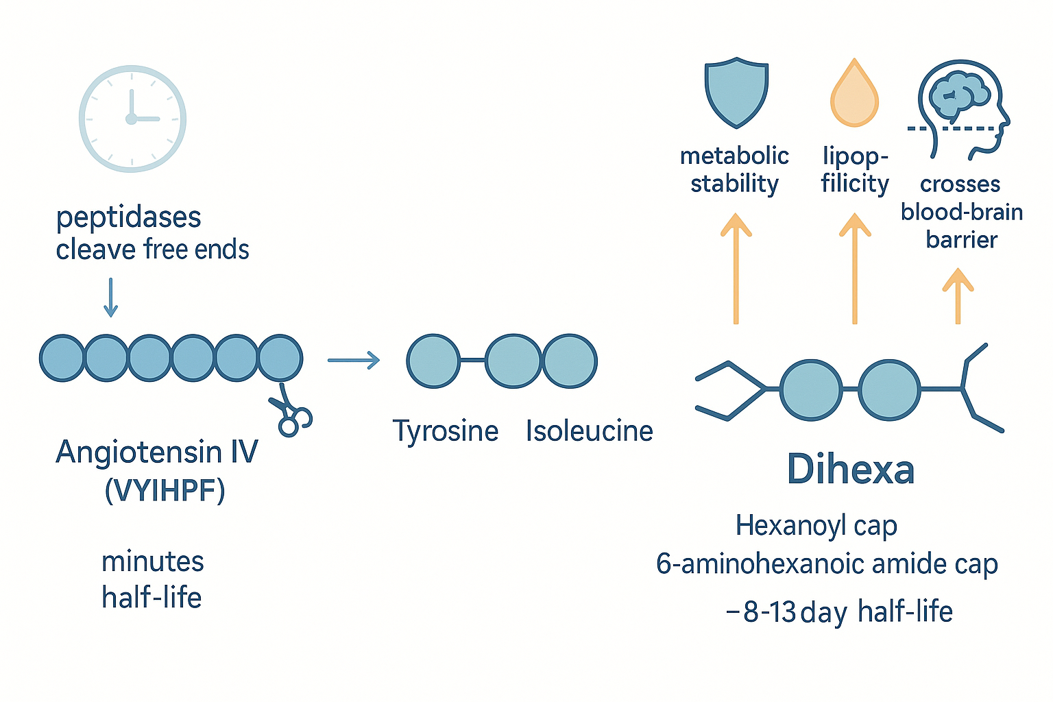 Side-by-side molecular comparison showing angiotensin IV as a six-residue peptide chain being trimmed down to a tyrosine-isoleucine core, then capped at both ends with six-carbon hexanoic chains to form dihexa, with arrows indicating the gains in metabolic stability, lipophilicity and blood-brain-barrier penetration