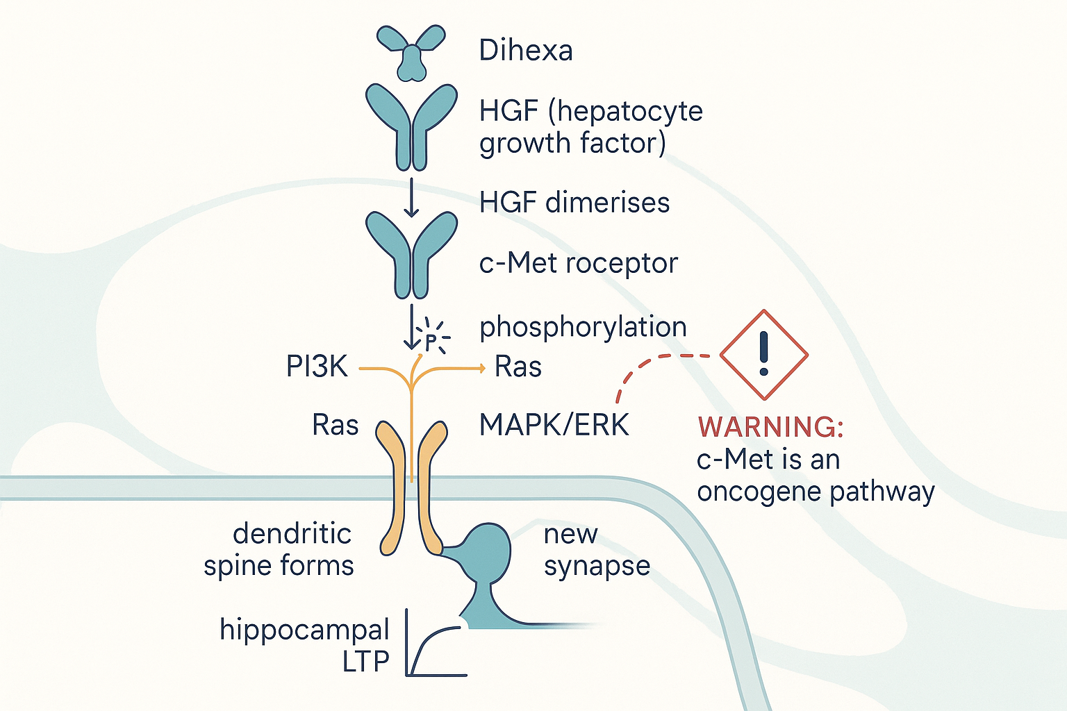 Signalling cascade: dihexa binds HGF, activates the c-Met receptor tyrosine kinase, branches through PI3K-Akt and MAPK-ERK to build a dendritic spine and new synapse, with a warning that c-Met is an oncogene pathway