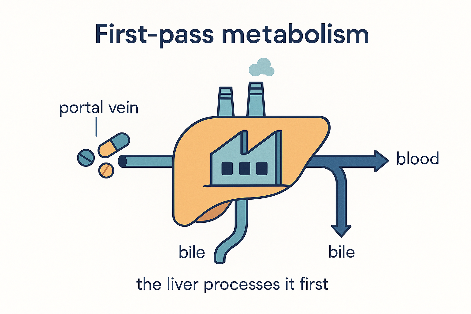 Flat vector infographic of first-pass metabolism: a stylised liver drawn as a chemical-processing plant receiving a queue of pills, supplements, a herbal extract and alcohol via the hepatic portal vein, processing them, and sending only a few molecules onward to the body while the rest exit via bile and blood
