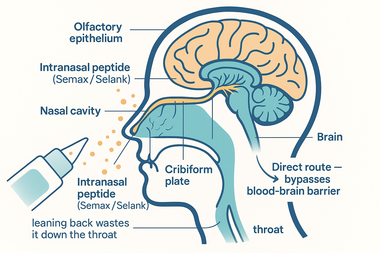 Cross-section of a head showing intranasal peptide reaching the olfactory epithelium at the top of the nasal cavity, with olfactory nerve fibres passing up through the cribriform plate into the olfactory bulb and brain — a direct route that bypasses the blood-brain barrier