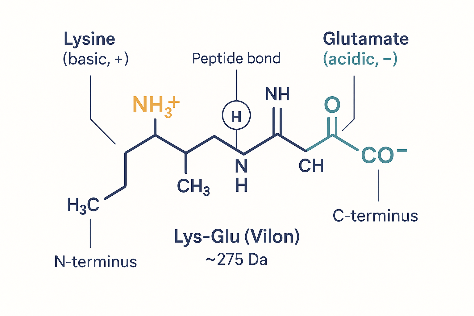 Skeletal structure of the Lys-Glu dipeptide (Vilon): a lysine residue with a positively charged amine side chain joined by a single peptide bond to a glutamate residue with a negatively charged carboxylate side chain, labelled N-terminus and C-terminus