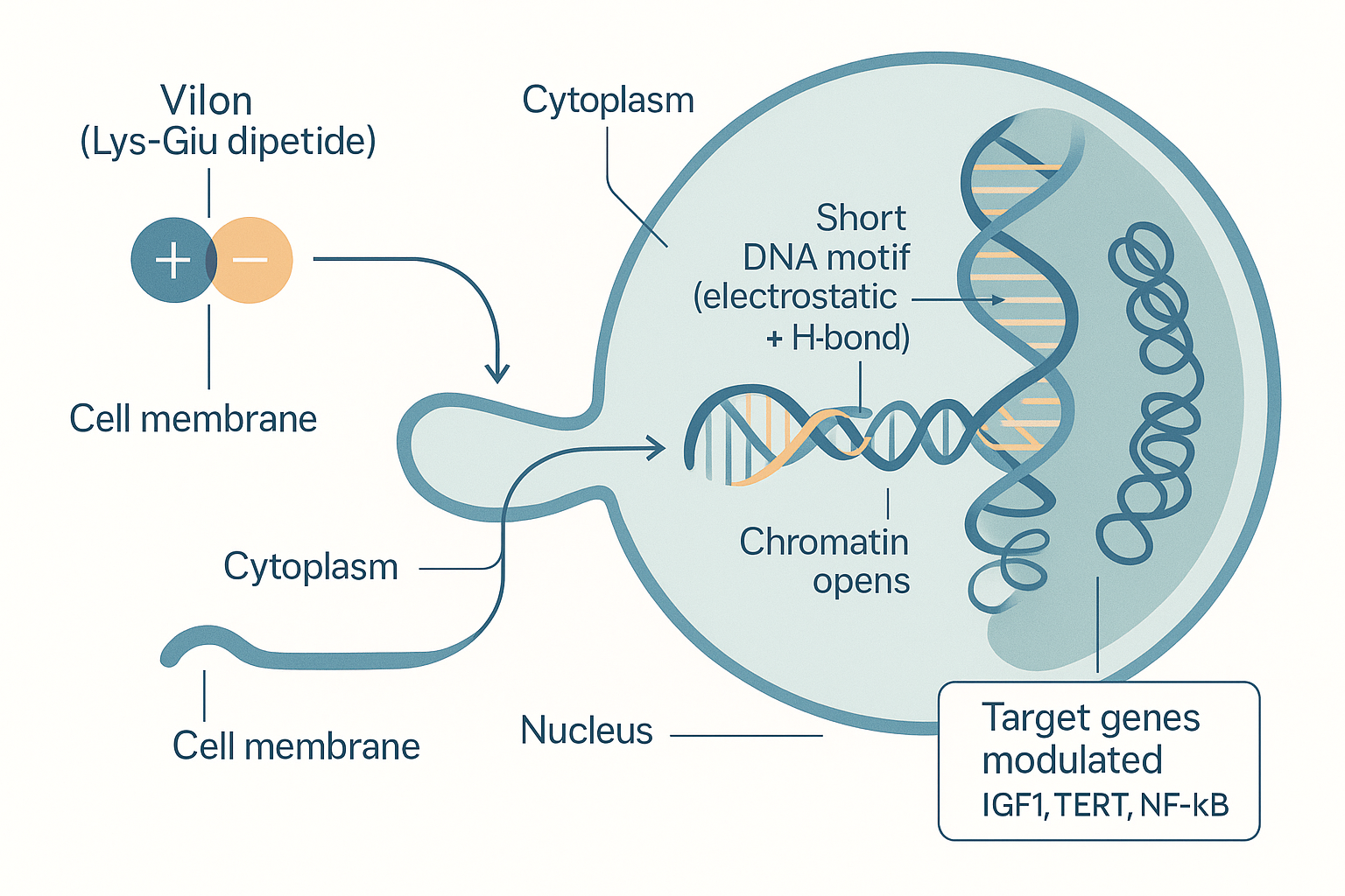 Cross-section of a cell showing the Lys-Glu dipeptide Vilon crossing the cell membrane into the cytoplasm, then the nuclear envelope into the nucleus, where it binds a short DNA motif electrostatically, opening compacted chromatin and modulating target genes