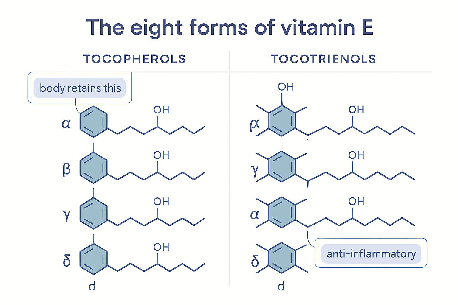 Flat vector molecular family chart of the eight forms of vitamin E: tocopherols with saturated tails and tocotrienols with unsaturated tails, each in alpha, beta, gamma and delta variants distinguished by methyl groups on the chromanol –OH head, with alpha and gamma highlighted