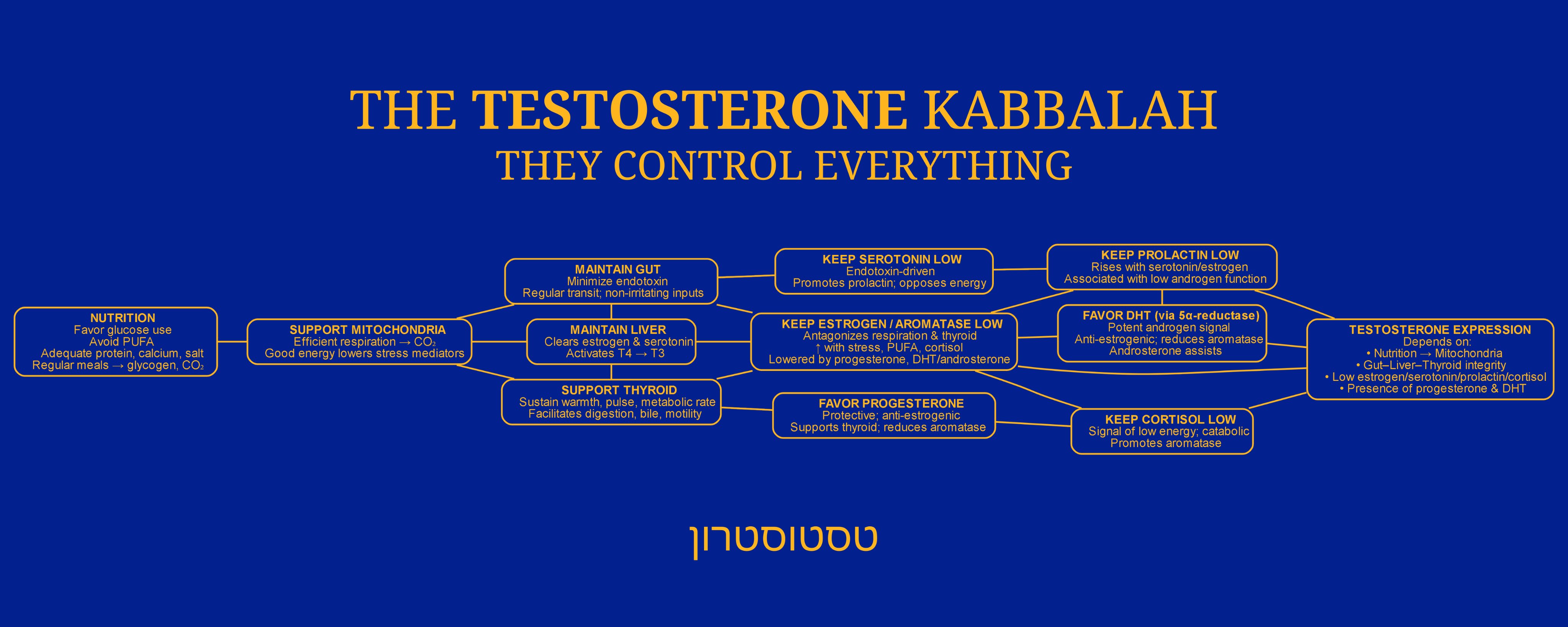 The Testosterone Kabbalah master flowchart: Nutrition feeds mitochondria, which support the gut, liver and thyroid, which keep serotonin, estrogen and aromatase low and progesterone favourable, which keep prolactin and cortisol low and DHT favoured, all converging on testosterone expression