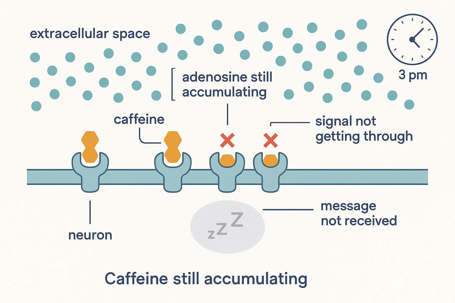 A wide scene of the extracellular space above a stretch of neuron membrane that carries a row of several adenosine receptors. The extracellular fluid is crowded with many adenosine molecules (drawn as small identical tokens) to convey a high, still-rising concentration, labelled adenosine still accumulating. Yet every receptor pocket in the membrane is plugged by a caffeine molecule, so none of the surrounding adenosine can dock; small red crosses sit over the blocked receptors and a label reads signal not getting through. Below the membrane, inside the neuron, a dimmed sleepiness icon shows the message is not being received. A small inset clock in the corner reads afternoon, hinting the debt keeps growing unread.