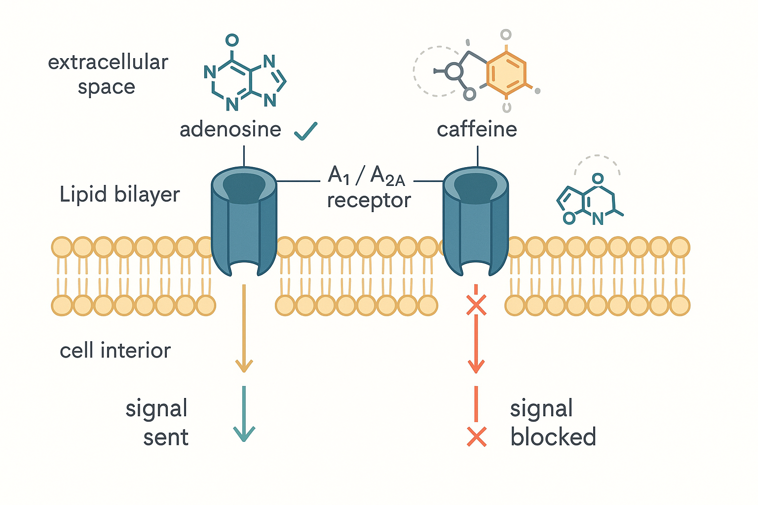 A spatial cross-section of a neuron membrane. The lipid bilayer runs horizontally with an adenosine A1/A2A receptor embedded in it, drawn as a barrel with a binding pocket opening to the extracellular side above. On the left, an adenosine molecule (adenine base plus ribose) is shown approaching and fitting the pocket, with a green check and an arrow pointing down into the cell labelled signal sent. On the right, the same receptor has a caffeine molecule (a methylxanthine ring) lodged in the pocket instead, with a red cross on the downward arrow labelled signal blocked, while an adenosine molecule hovers nearby unable to dock. A faint outline shows the two molecules share a similar ring shape, explaining why they compete for the same pocket.