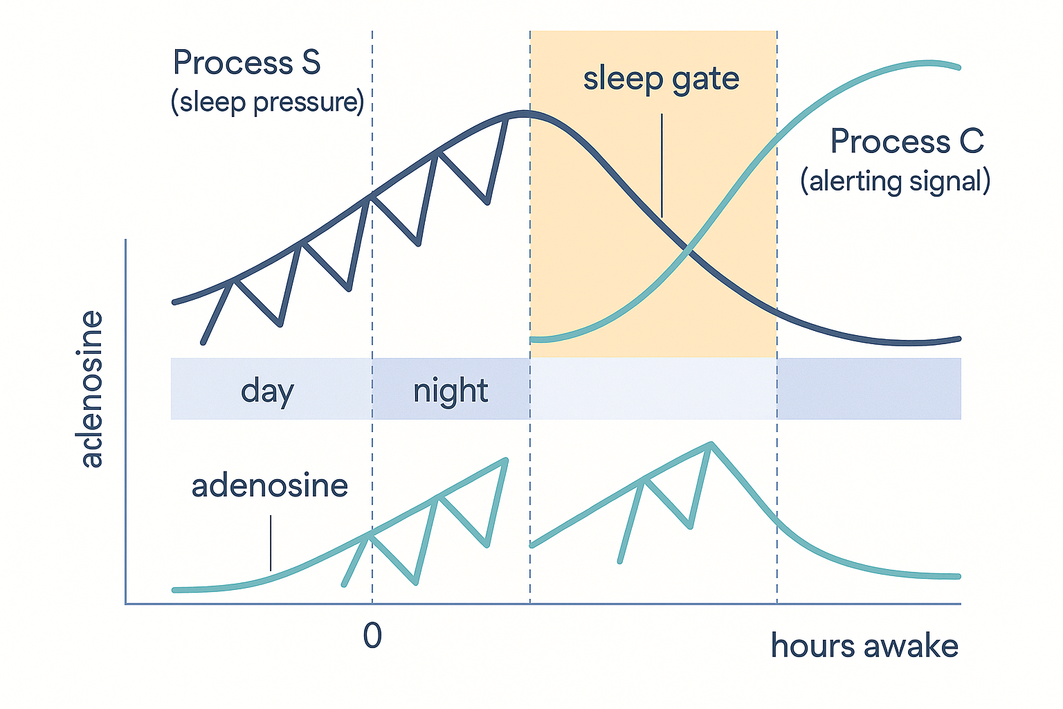 A two-panel quantitative graph over 48 hours. Top panel: Process S drawn as a rising sawtooth (sleep pressure climbing across each waking day, dropping steeply during each night) overlaid with Process C drawn as a smooth circadian wave (alerting signal high by day, low at night); the vertical gap between them is shaded where it is widest in the evening and labelled sleep gate. Bottom panel: the same Process S curve redrawn as extracellular adenosine concentration on the y-axis, identical shape, showing the two are the same signal. x-axis marked with day and night bands.
