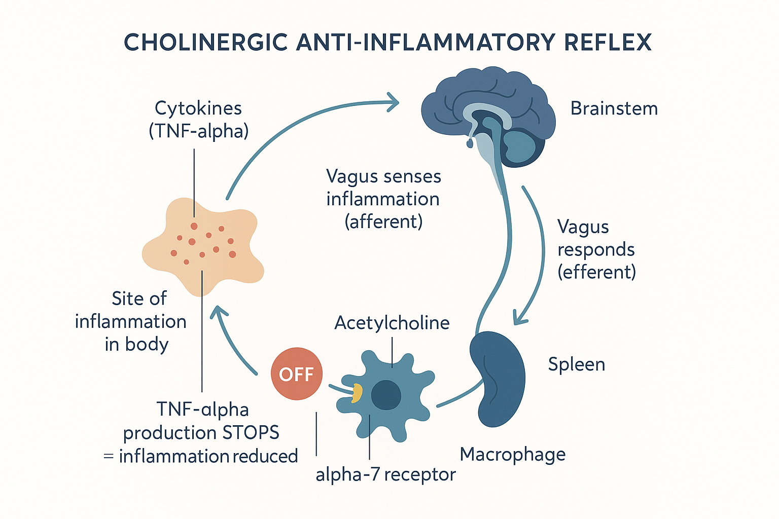 The cholinergic anti-inflammatory reflex as a loop: a site of inflammation releases TNF-alpha cytokines, the vagus senses them and signals the brainstem, the brainstem responds down the vagus to the spleen, which releases acetylcholine onto a macrophage's alpha-7 receptor, switching off TNF-alpha production