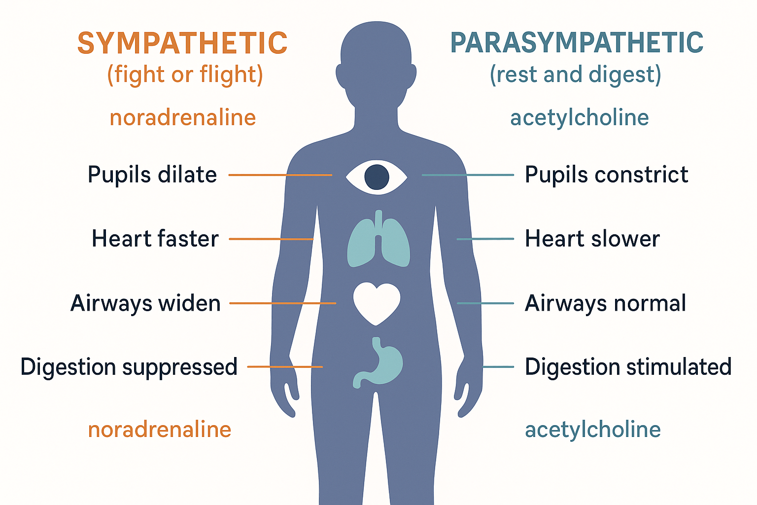 A body diagram contrasting the two autonomic branches: the sympathetic branch (noradrenaline) on the left dilating pupils, speeding the heart, widening airways and suppressing digestion, versus the parasympathetic branch (acetylcholine) on the right constricting pupils, slowing the heart and stimulating digestion