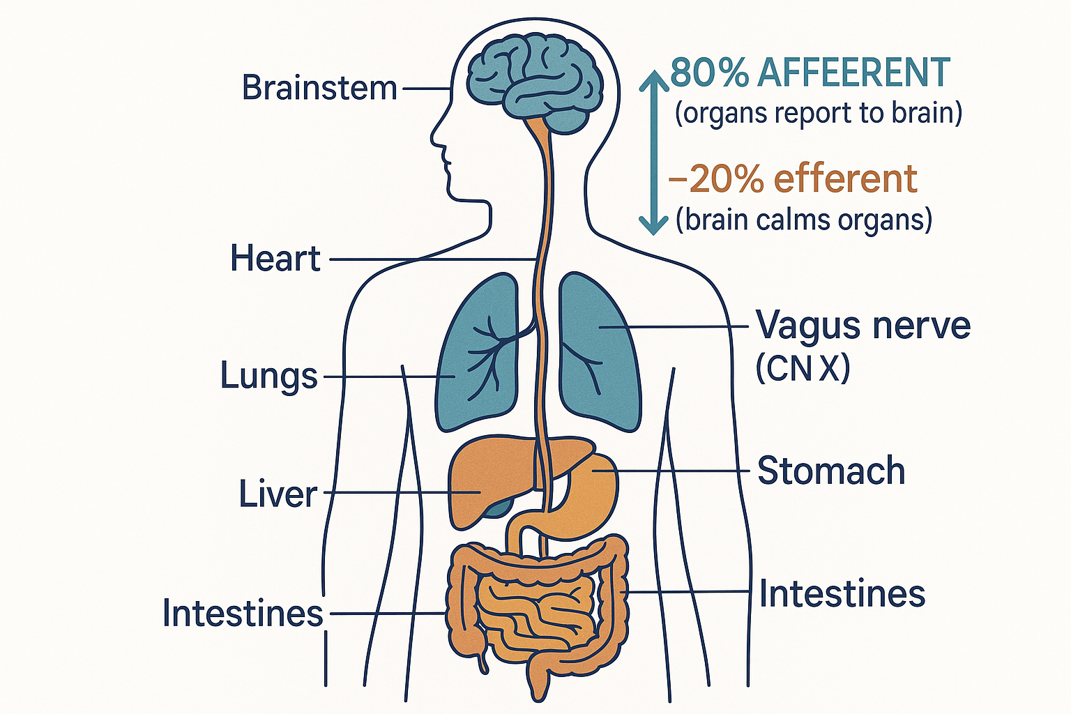 Anatomical illustration of the vagus nerve running from the brainstem down to the heart, lungs, stomach, liver and intestines, with a dominant upward arrow marked ~80% afferent (organs report to brain) and a thinner downward arrow marked ~20% efferent (brain calms organs)