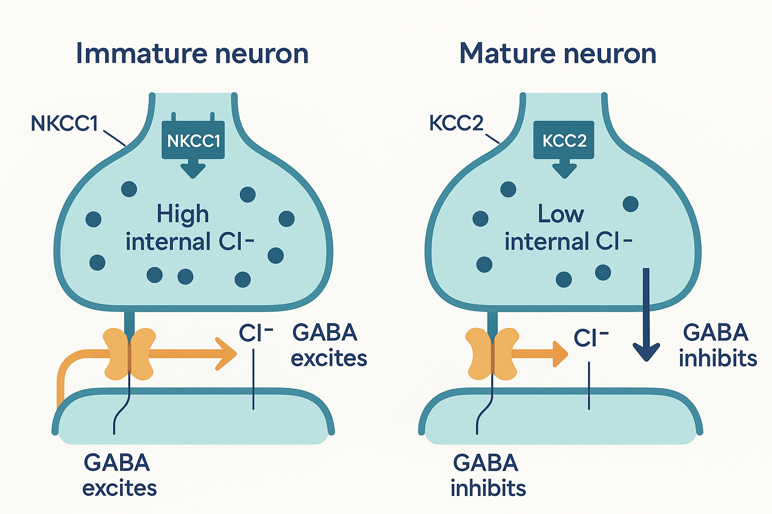 Two neurons shown in cross-section illustrating the developmental chloride switch: on the left an immature neuron with many NKCC1 pumps importing chloride and high intracellular chloride so GABA drives chloride out and depolarises; on the right a mature neuron with many KCC2 pumps exporting chloride and low intracellular chloride so GABA drives chloride in and hyperpolarises