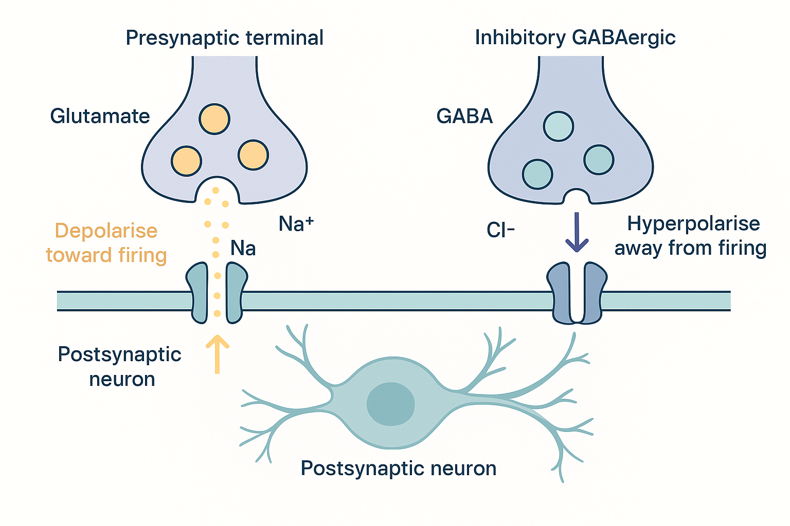 Side-by-side cutaway of two synapses on the same target neuron: on the left a glutamatergic synapse releasing glutamate onto receptors that let sodium in and depolarise the cell toward firing; on the right a GABAergic synapse releasing GABA onto receptors that let chloride in and hyperpolarise the cell away from firing