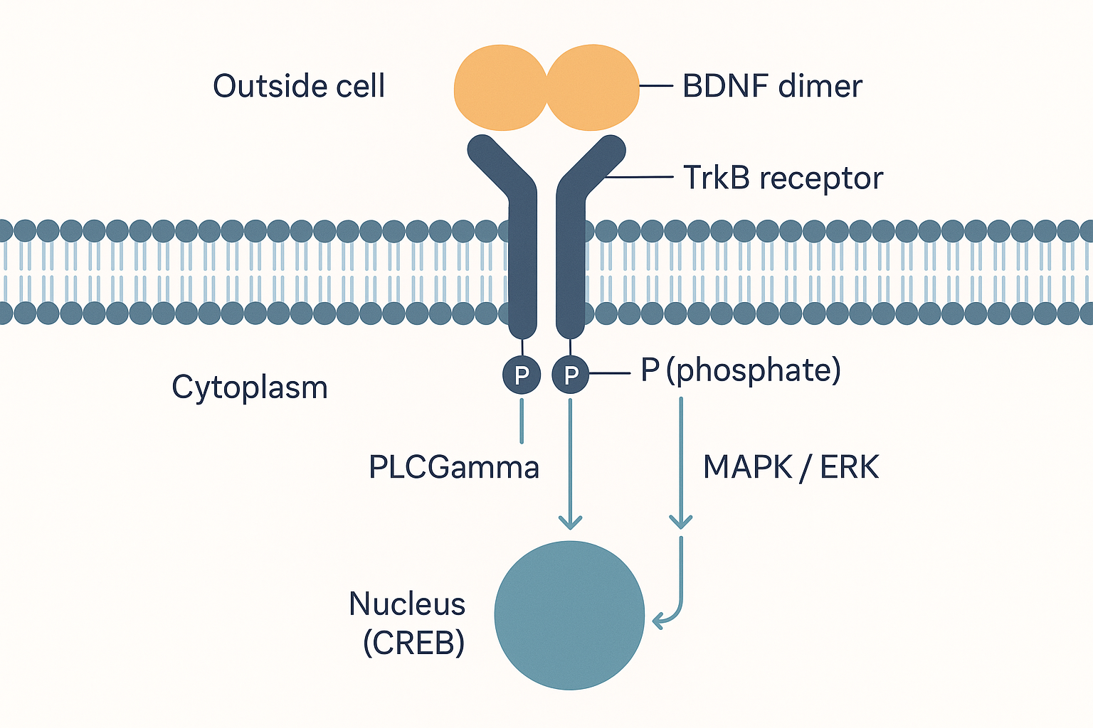 A neuron membrane in cross-section with a BDNF protein shown as a two-lobed dimer binding the extracellular domains of two adjacent TrkB receptors, drawing them together; their intracellular kinase tails carry phosphate tags, with three labelled signalling arms branching downward into the cytoplasm toward the nucleus