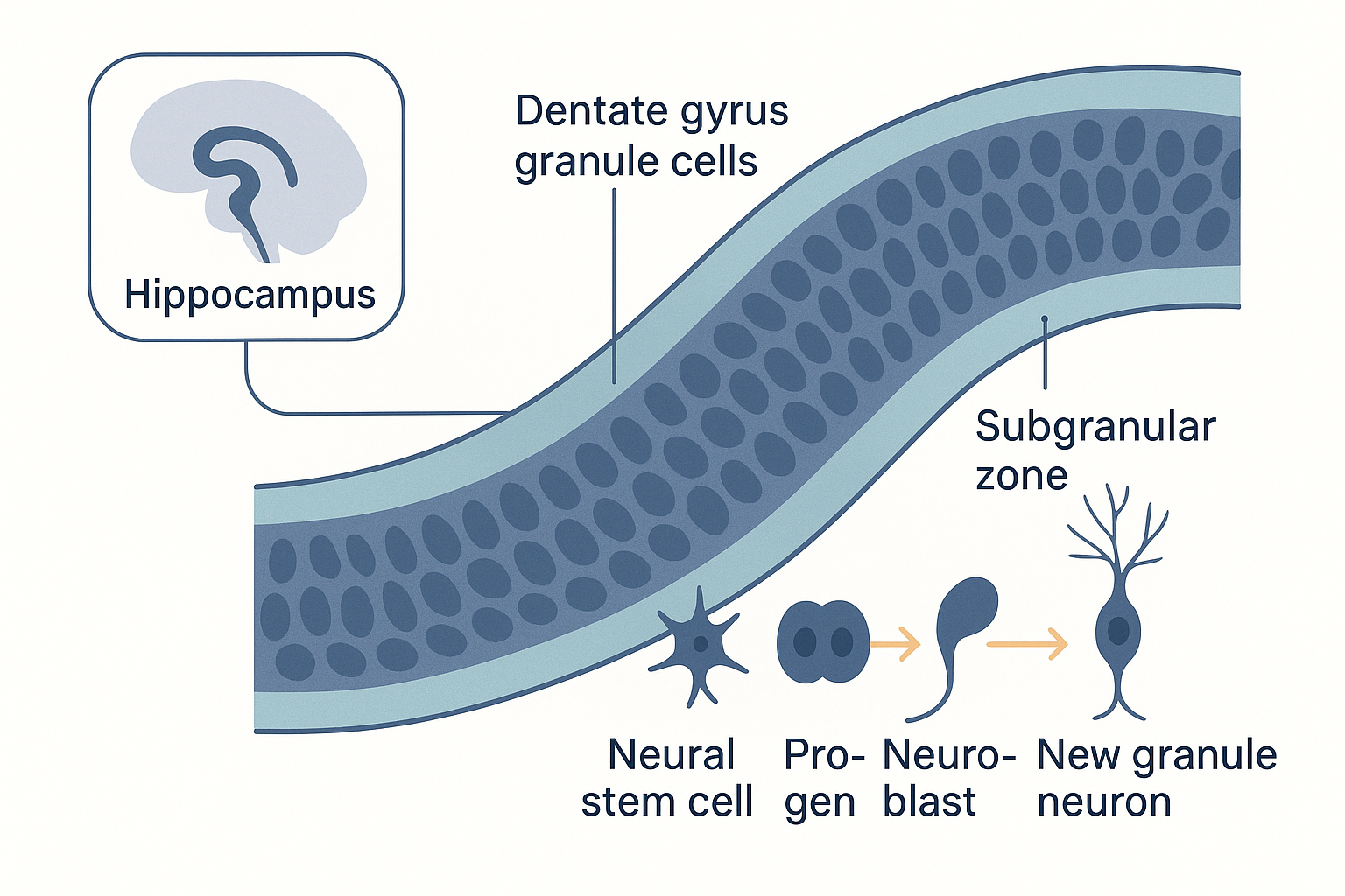 Anatomical cutaway of the hippocampal dentate gyrus showing its curved band of granule cells, with the subgranular zone highlighted at its inner edge; within that zone a sequence of cells from a neural stem cell to a dividing progenitor to a migrating neuroblast to a new granule neuron extending its dendrites up into the existing cell layer