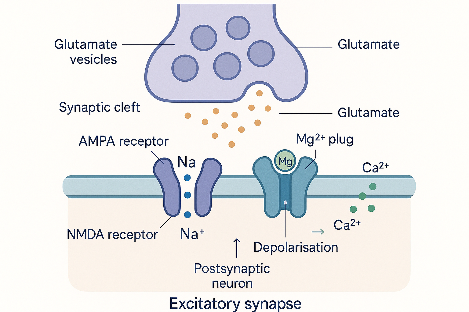 Cross-section of a glutamatergic synapse: presynaptic terminal above releasing glutamate from vesicles into the cleft, postsynaptic membrane below carrying an AMPA receptor passing sodium and an NMDA receptor with a magnesium ion plugging its pore and calcium entering once unblocked