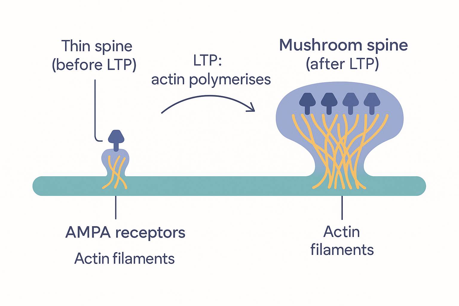 A dendrite segment with two dendritic spines drawn side by side: on the left a small thin spine with few AMPA receptors and sparse actin filaments labelled "before LTP", on the right the same spine enlarged into a mushroom shape with a swollen head, dense actin filaments and many more AMPA receptors labelled "after LTP"