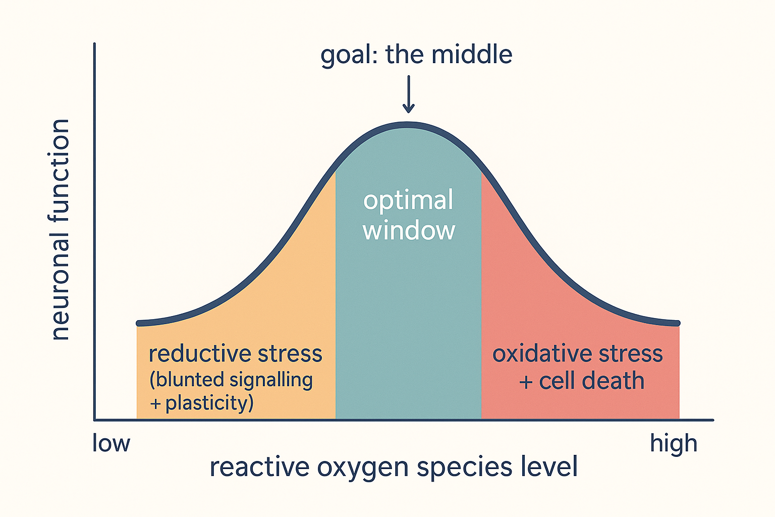 A U-shaped dose-response graph with reactive oxygen species level on the horizontal axis and neuronal function on the vertical axis; function low at the far left labelled reductive stress, peaking in a green optimal middle zone, and falling at the far right labelled oxidative stress and cell death