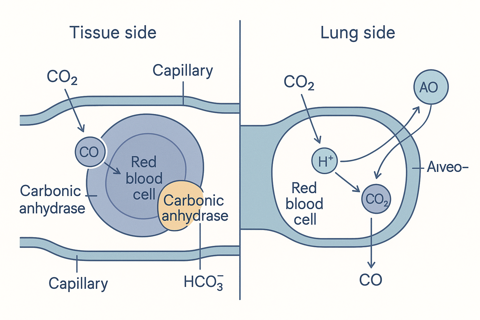Cross-section of a red blood cell inside a tissue capillary showing CO2 entering, carbonic anhydrase converting it to bicarbonate and a hydrogen ion, bicarbonate leaving via the chloride shift, and the reverse happening at the lung