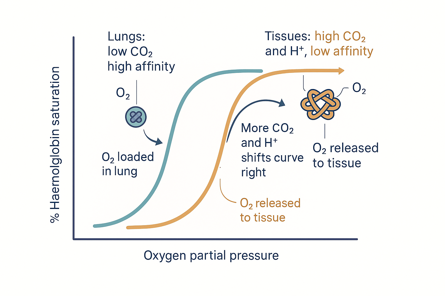 Two oxygen-haemoglobin dissociation curves side by side, the left-shifted high-affinity curve labelled lungs and low CO2, the right-shifted low-affinity curve labelled tissues and high CO2, with arrows showing oxygen loading and unloading