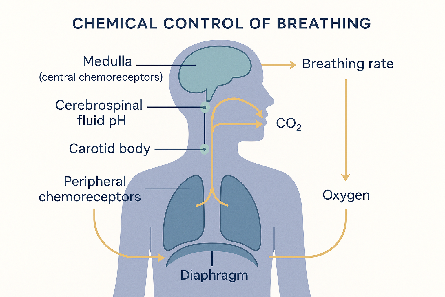 Schematic feedback loop showing the brainstem medulla central chemoreceptors sensing cerebrospinal-fluid pH, the carotid and aortic body peripheral chemoreceptors sensing oxygen, and signals driving the diaphragm and lungs to set breathing rate