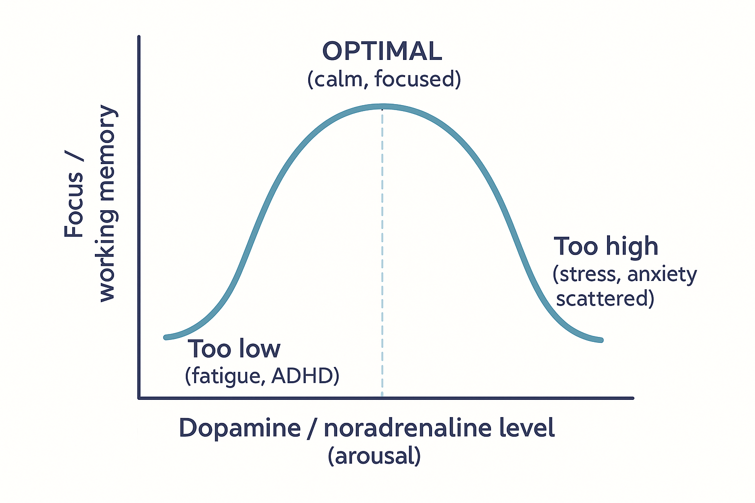 An inverted-U curve plotting prefrontal cortex focus and working memory against dopamine and noradrenaline level: too low gives fatigue and poor focus, an optimal middle gives calm focus, and too high gives stress, anxiety and scattered thinking