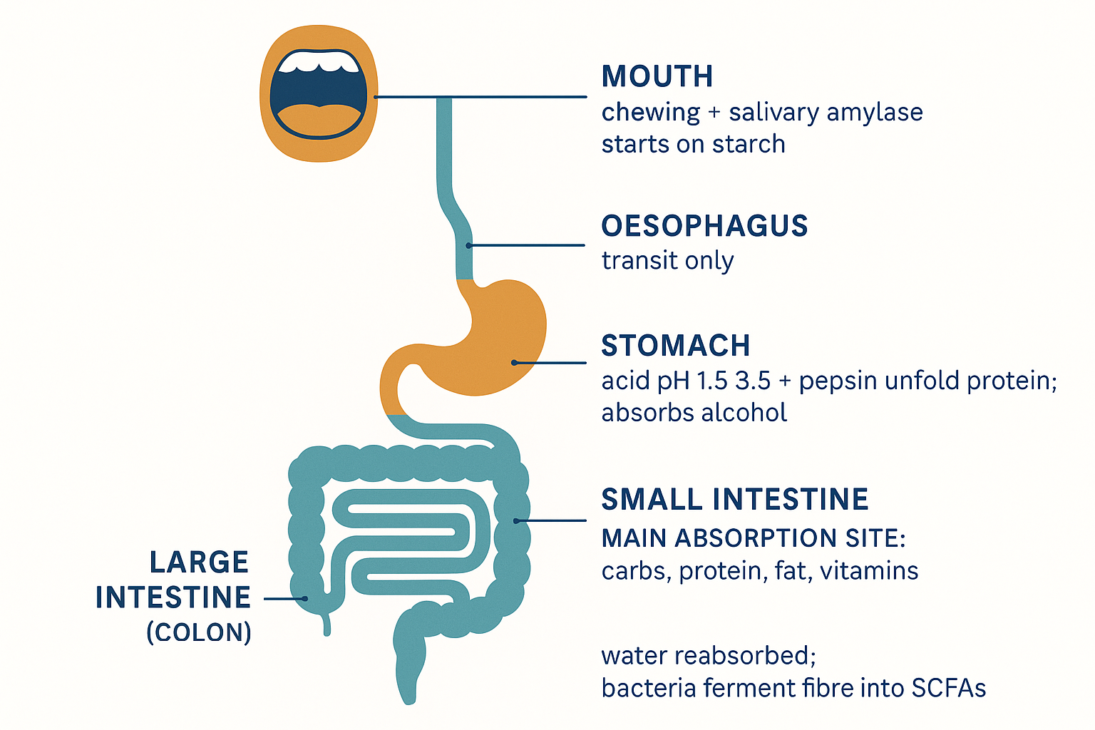 Diagram of the digestive tract from mouth to colon, labelling what each organ does: chewing and amylase in the mouth, acid and pepsin in the stomach, the small intestine as the main absorption site, and fermentation in the colon