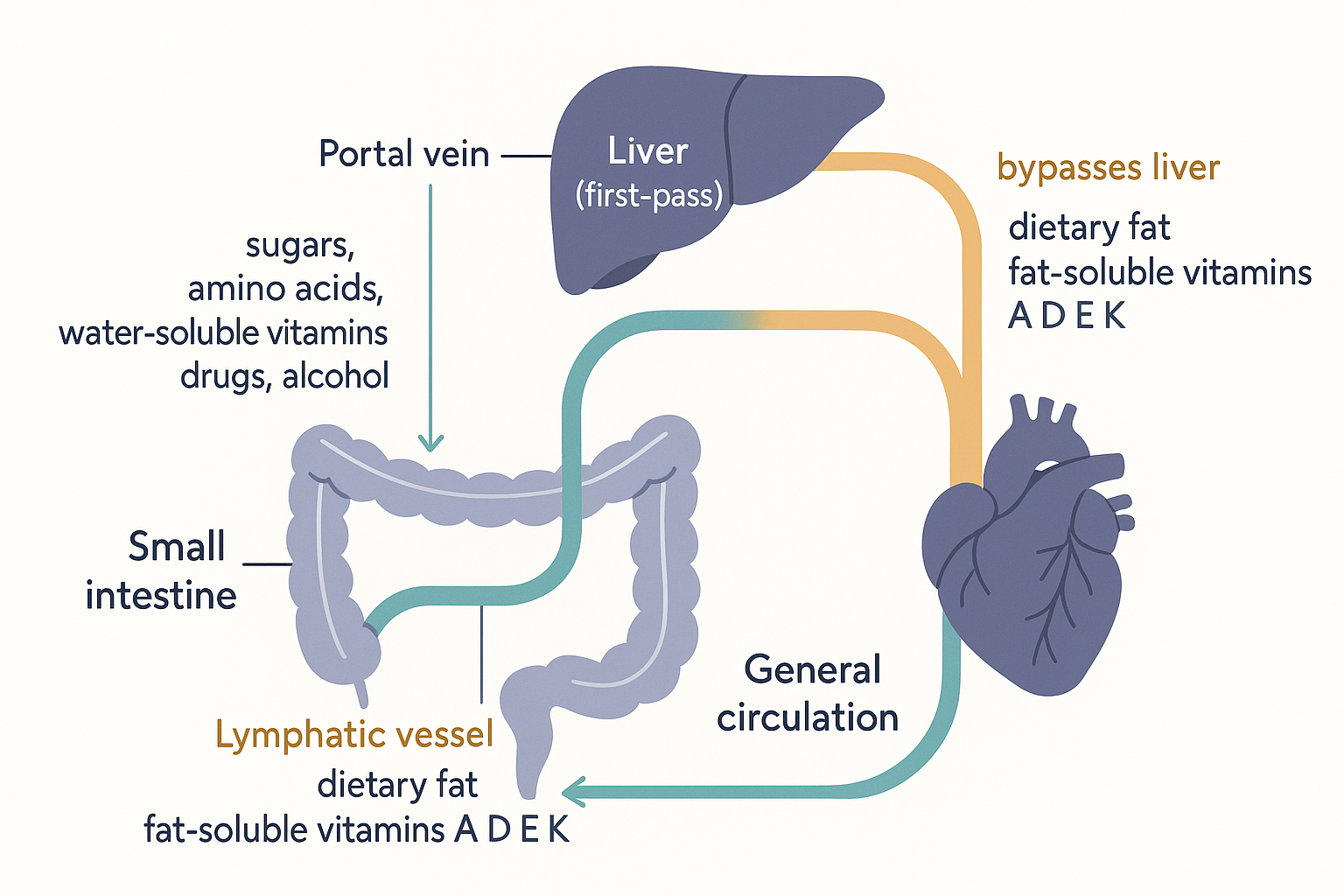 Anatomical diagram showing nutrients leaving the small intestine by two routes: the portal vein passing through the liver carrying sugars, amino acids and water-soluble vitamins, and the lymphatic vessel bypassing the liver carrying dietary fat and fat-soluble vitamins