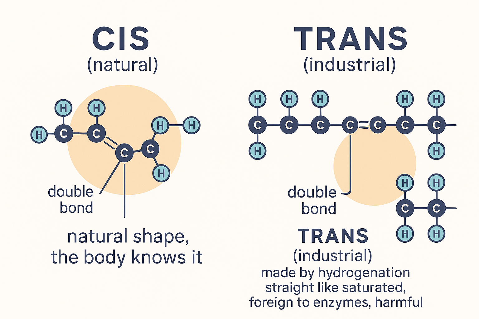 A cis double bond (natural) creating a kink in the fatty-acid chain, versus a trans double bond (industrial) keeping the chain straight like a saturated fat