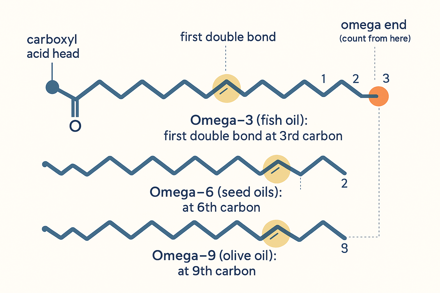 Fatty-acid chains showing the omega numbering: counting from the methyl (omega) tail end, omega-3 has its first double bond at the 3rd carbon, omega-6 at the 6th, omega-9 at the 9th