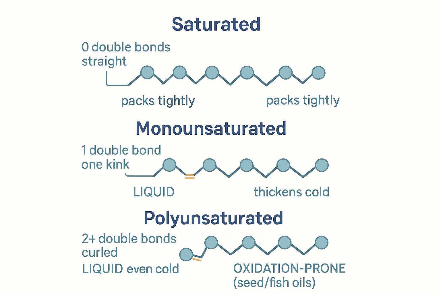 Three fatty-acid chains compared: saturated (straight, no double bonds, solid), monounsaturated (one kink from one double bond, liquid), and polyunsaturated (multiple kinks and curl from several double bonds, liquid and oxidation-prone)
