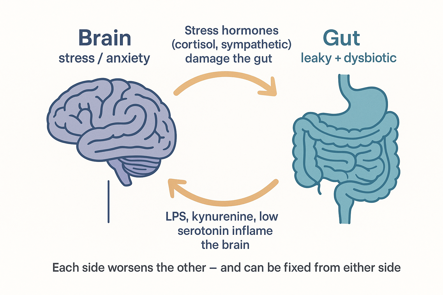 The bidirectional gut-brain loop: the stressed brain sends cortisol and sympathetic signals that damage the gut, and the leaky inflamed gut sends LPS, kynurenine and low serotonin back up to inflame the brain — a self-reinforcing cycle that can be broken from either side