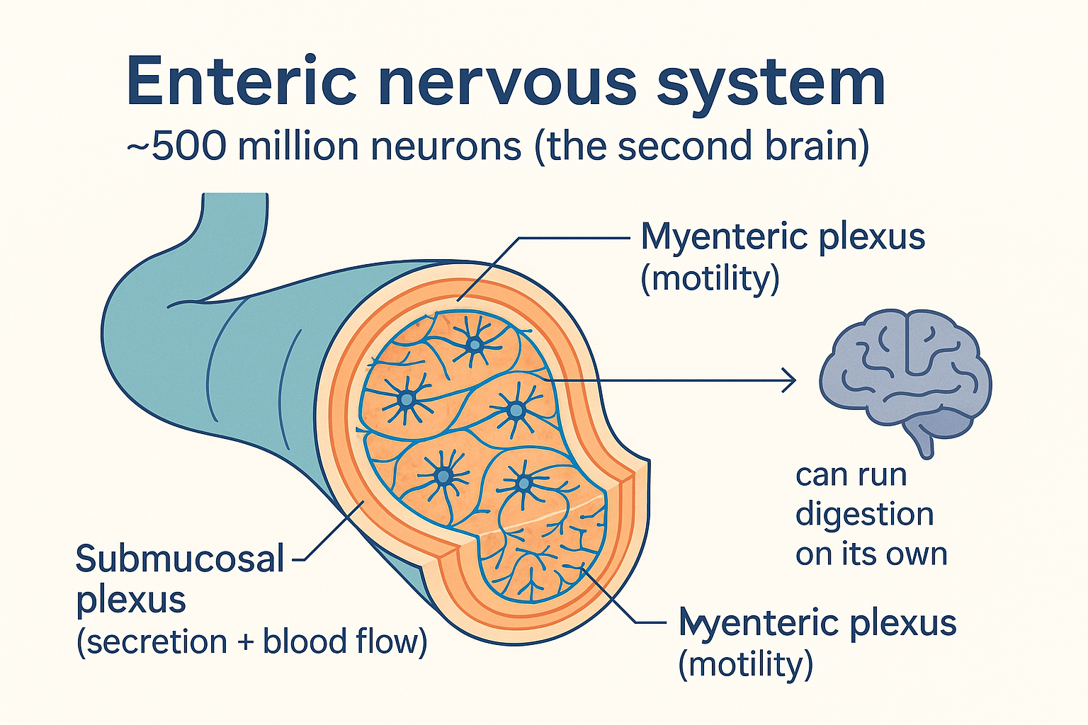 A cut-away of the gut wall revealing the enteric nervous system — a dense web of ~500 million neurons — with the myenteric plexus controlling motility and the submucosal plexus controlling secretion and blood flow, able to run digestion without the brain