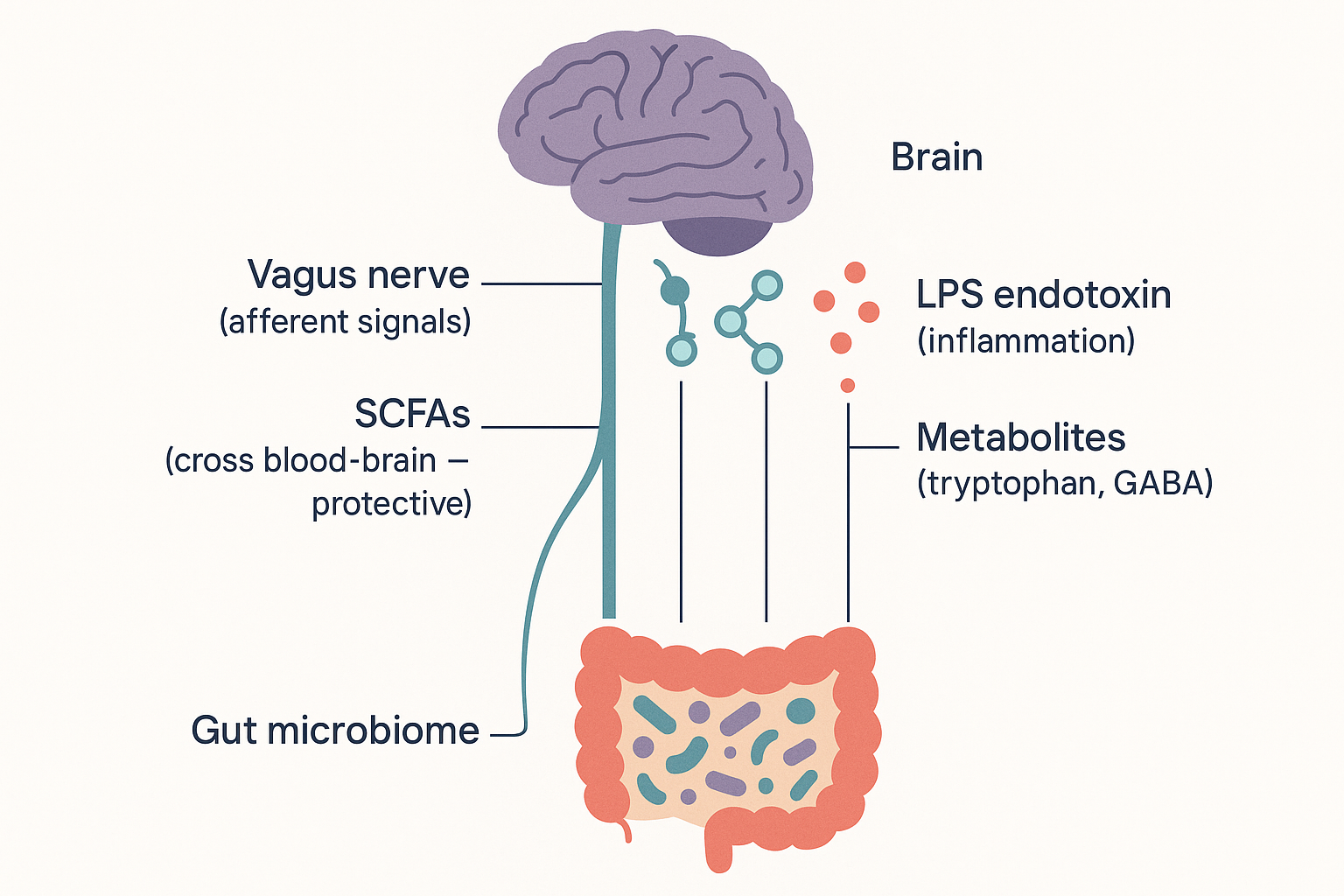 The four routes from gut to brain: the vagus nerve carrying afferent signals, SCFAs that cross the blood-brain barrier protectively, LPS endotoxin driving inflammation, and bacterial metabolites including tryptophan products and GABA
