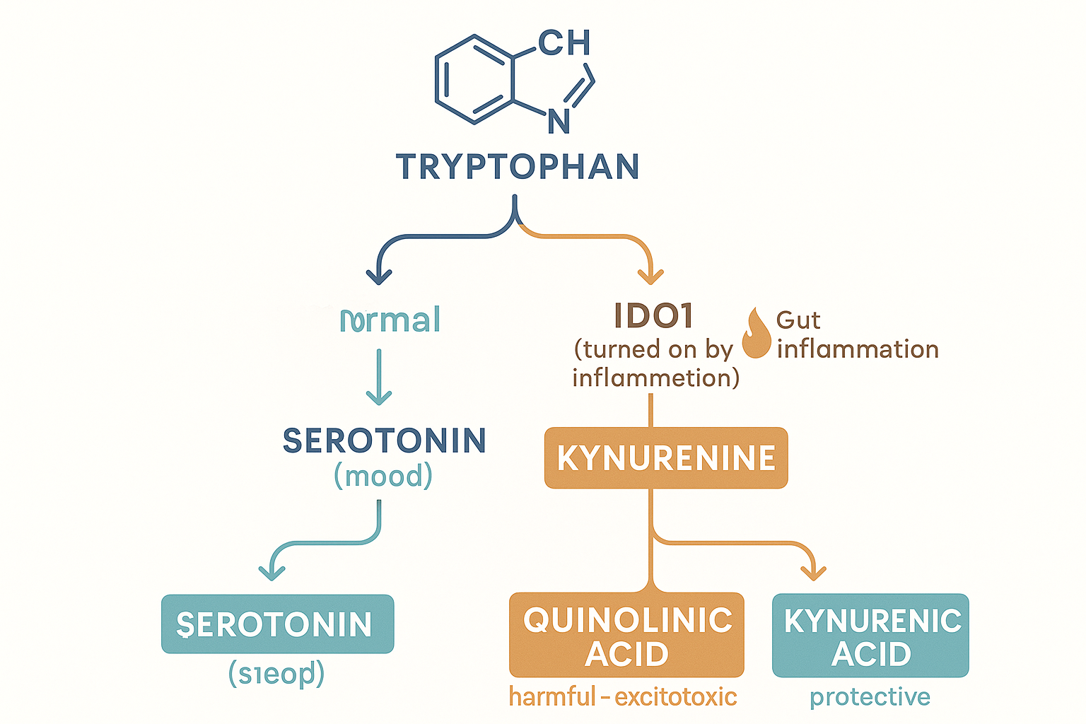 The tryptophan fork: tryptophan normally becomes serotonin and then melatonin, but the IDO1 enzyme — switched on by gut inflammation — diverts it into kynurenine, which splits into harmful excitotoxic quinolinic acid and protective kynurenic acid, with inflammation pushing toward the harmful product