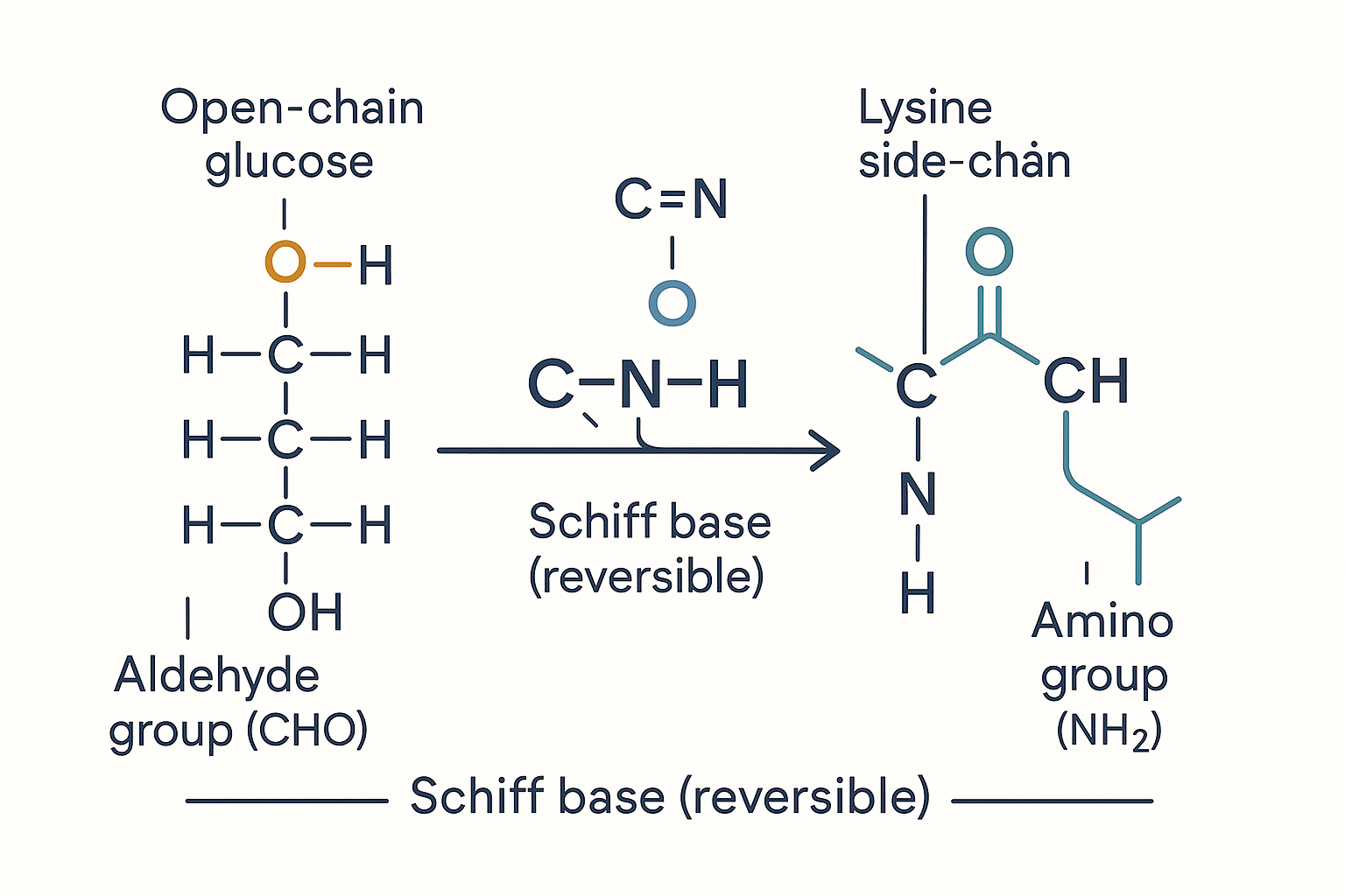 A glucose molecule in its open-chain form approaching the amino side-chain of a lysine residue on a protein, the aldehyde carbon bonding to the nitrogen to form a Schiff base with a water molecule leaving