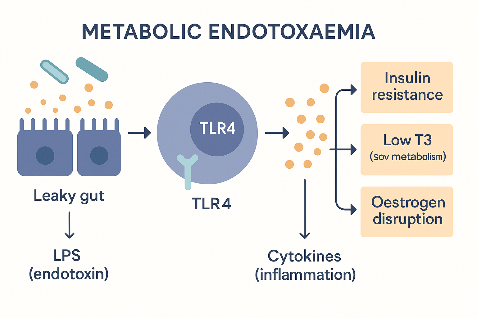 Flow showing LPS endotoxin from a leaky gut binding the TLR4 receptor on an immune cell, switching on NF-κB to release inflammatory cytokines, which drive three outcomes: insulin resistance, low T3, and oestrogen disruption
