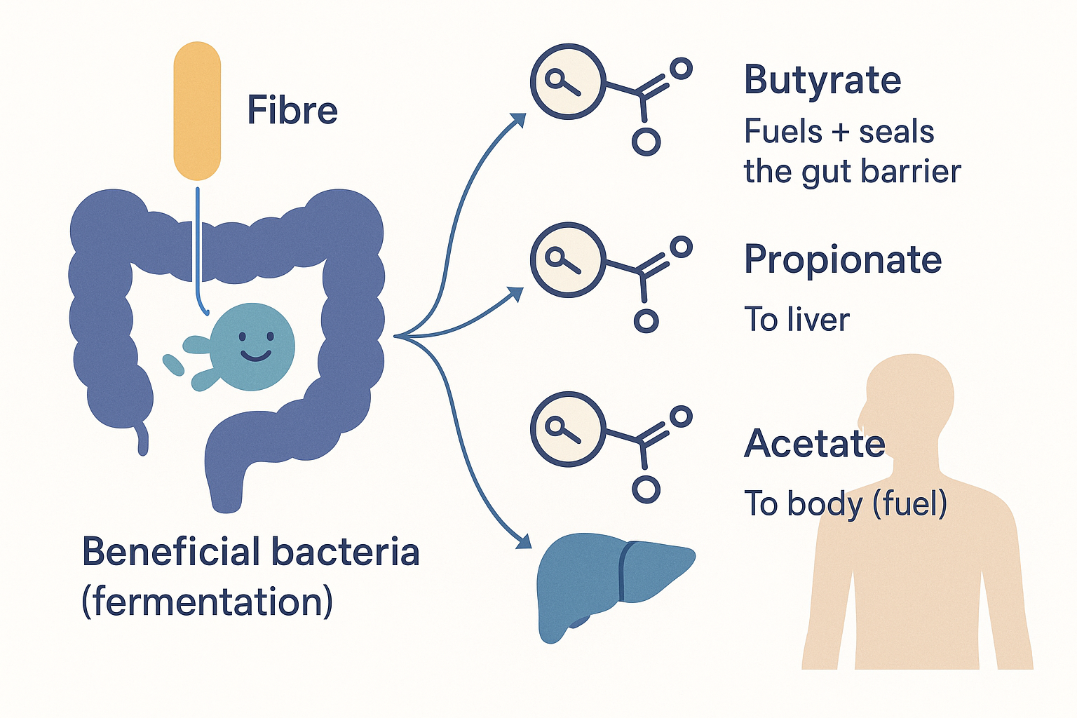 Diagram of fibre being fermented by beneficial bacteria into three short-chain fatty acids: butyrate which fuels and seals the gut barrier, propionate which goes to the liver, and acetate which goes to the body as fuel