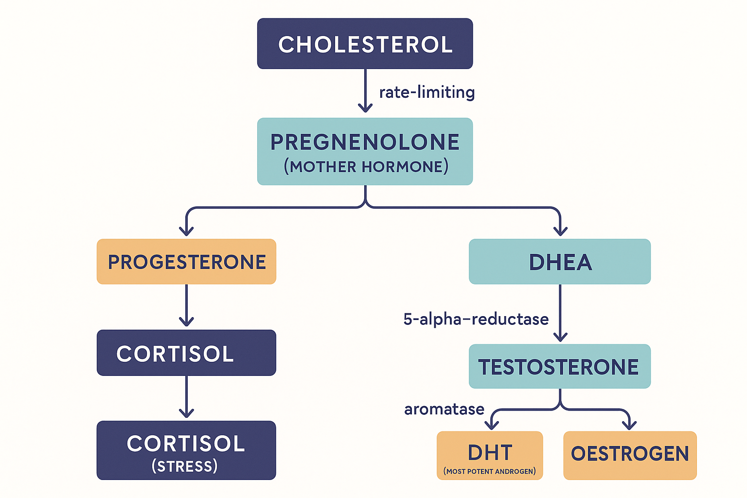 The steroidogenesis tree: cholesterol becomes pregnenolone (the rate-limiting mother hormone), which branches to progesterone then cortisol on one side, and to DHEA then testosterone on the other; testosterone then forks via 5-alpha-reductase to DHT and via aromatase to oestrogen