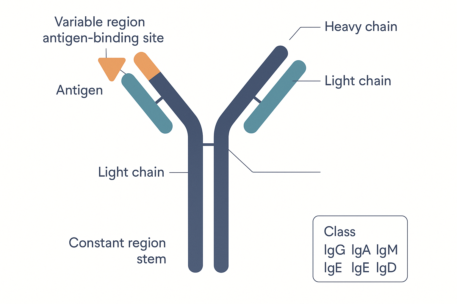 A large labelled diagram of an antibody as a Y-shaped molecule, showing the two heavy chains and two light chains, the variable antigen-binding tips at the top of the Y, the constant stem region at the bottom, the hinge, and a small antigen fitting into one binding site