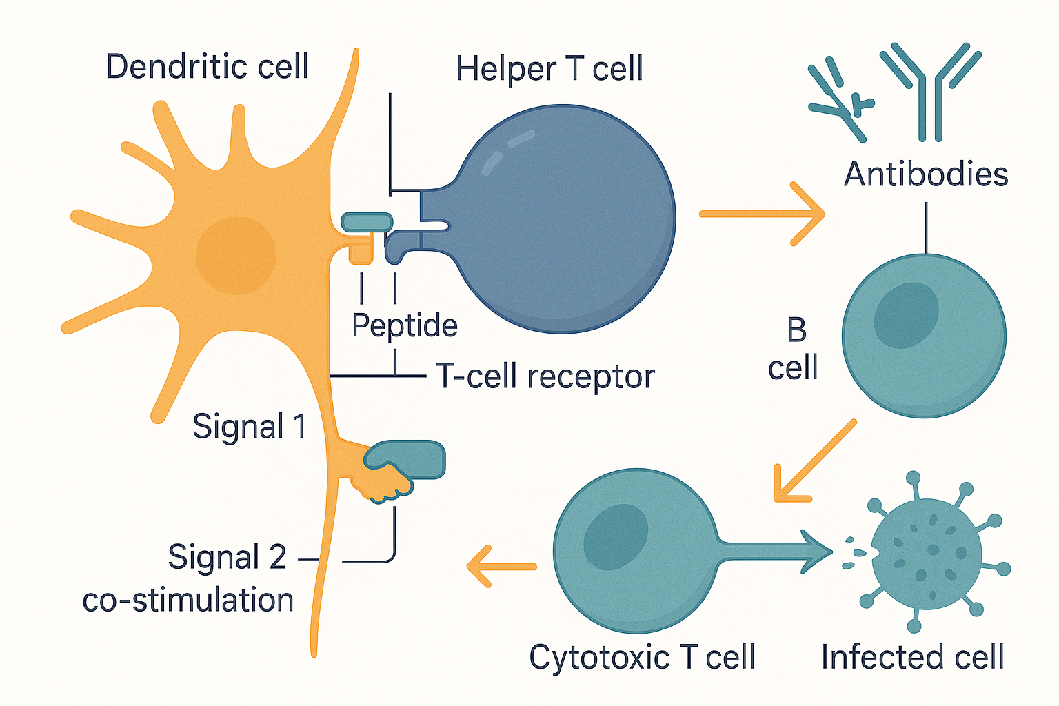 A diagram of the immunological synapse: a dendritic cell on the left presenting a peptide on an MHC molecule into the T-cell receptor of a helper T cell on the right, with a second co-stimulation handshake below it, and arrows showing the activated helper T cell then signalling a B cell to make antibodies and a cytotoxic T cell to kill an infected cell