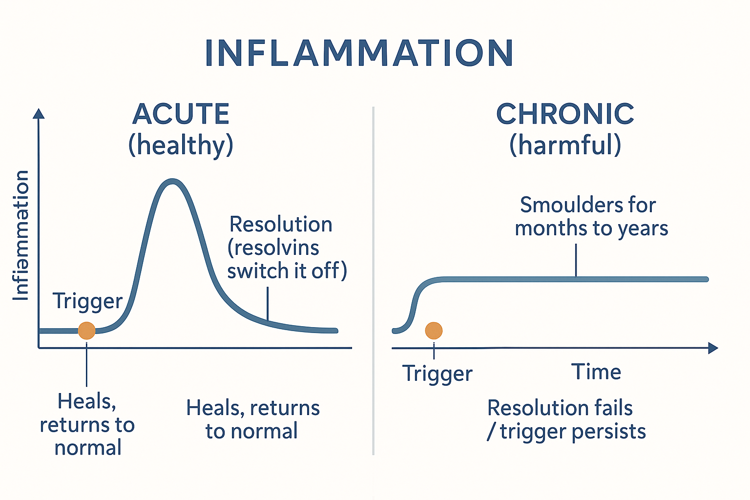 Two timelines contrasting acute inflammation — a sharp spike that resolves back to baseline as resolvins switch it off — with chronic inflammation, a low smouldering level that never returns to normal because resolution fails or the trigger persists