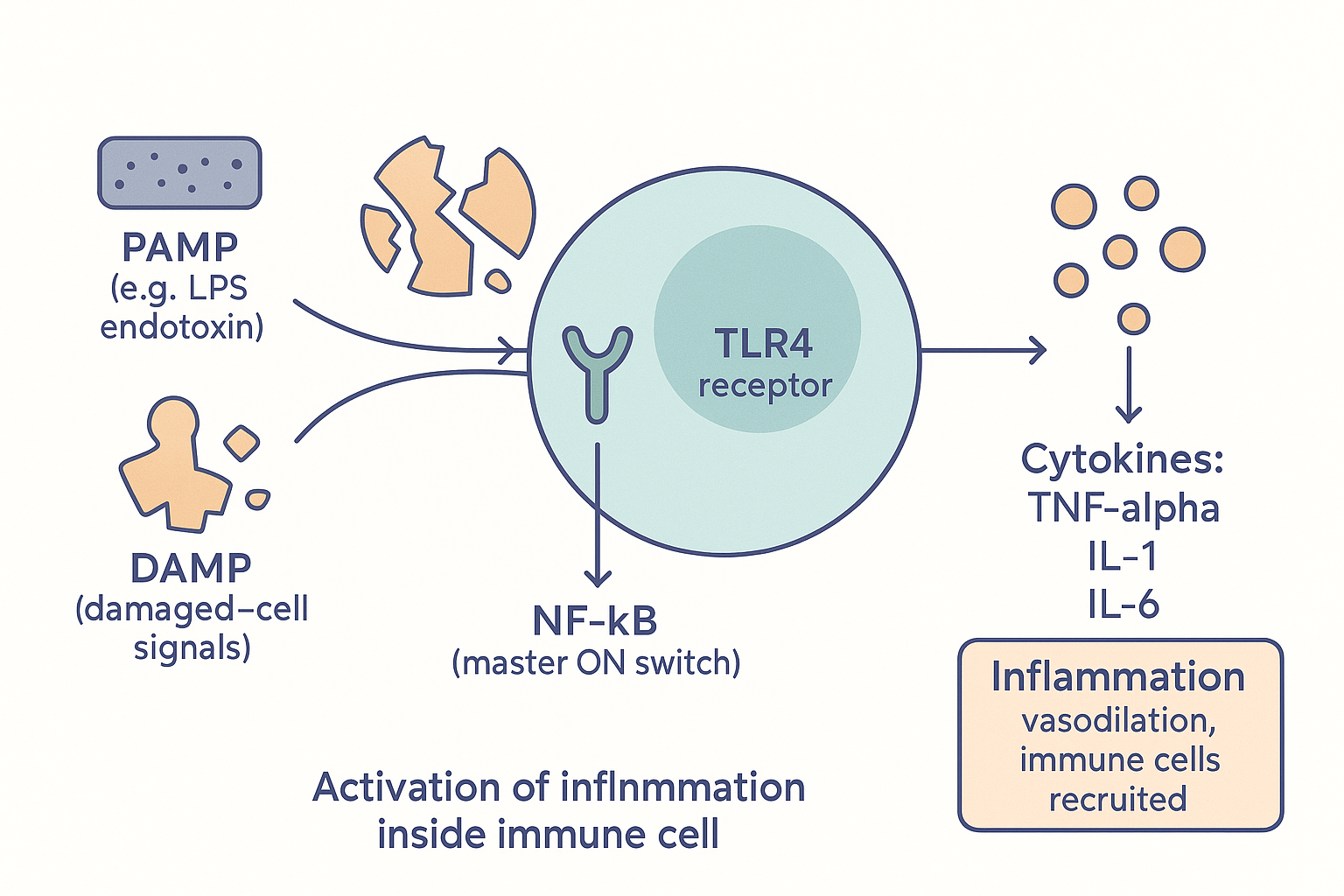 The molecular trigger pathway: PAMPs like LPS endotoxin and DAMPs from damaged cells bind the TLR4 receptor, which activates the master switch NF-κB, which makes the cytokines TNF-alpha, IL-1 and IL-6, producing inflammation
