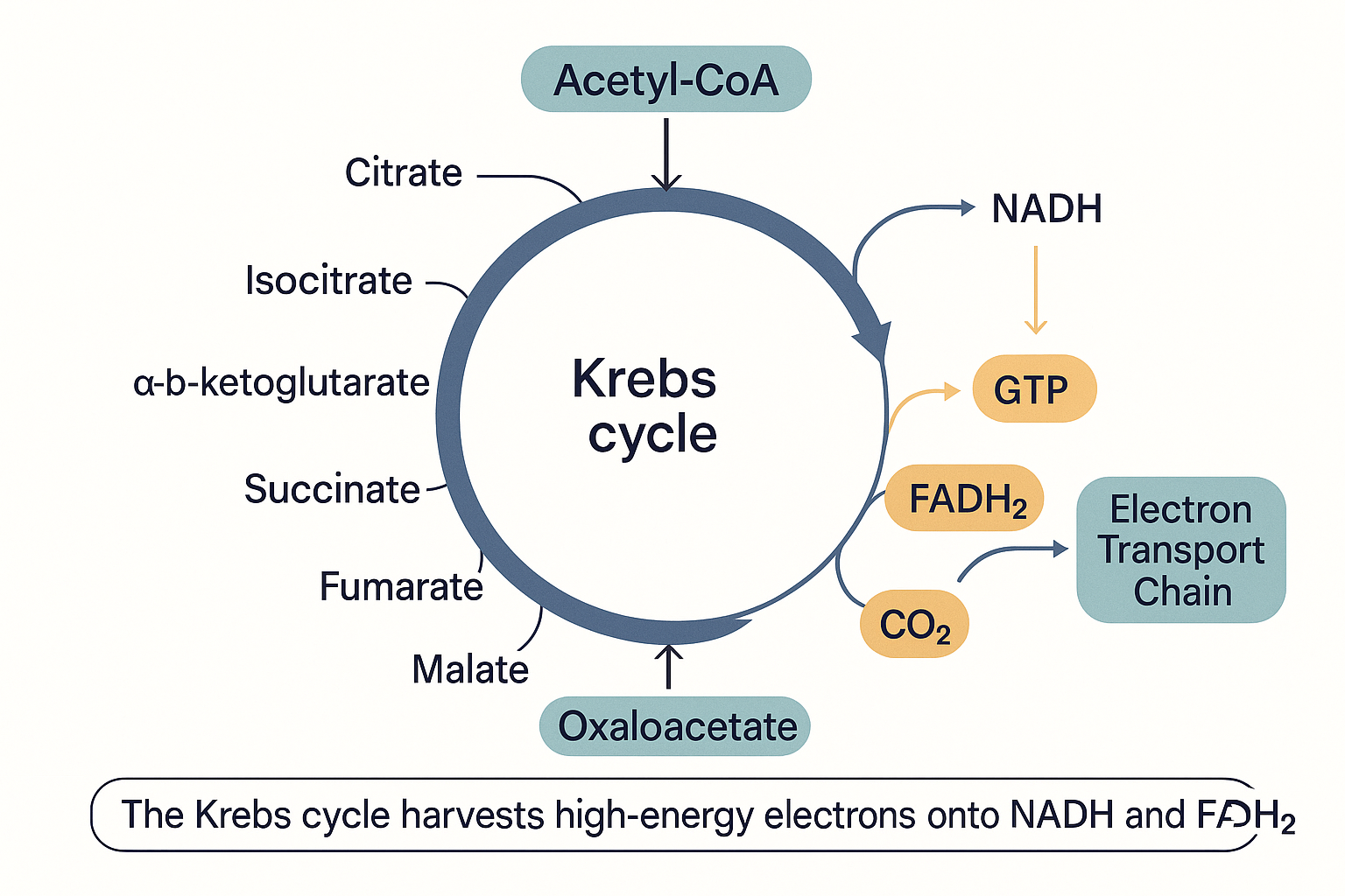 The Krebs cycle drawn as a wheel: acetyl-CoA enters, the cycle turns through its intermediates, and NADH, FADH2, GTP and CO2 are released, with NADH and FADH2 flowing out toward the electron transport chain