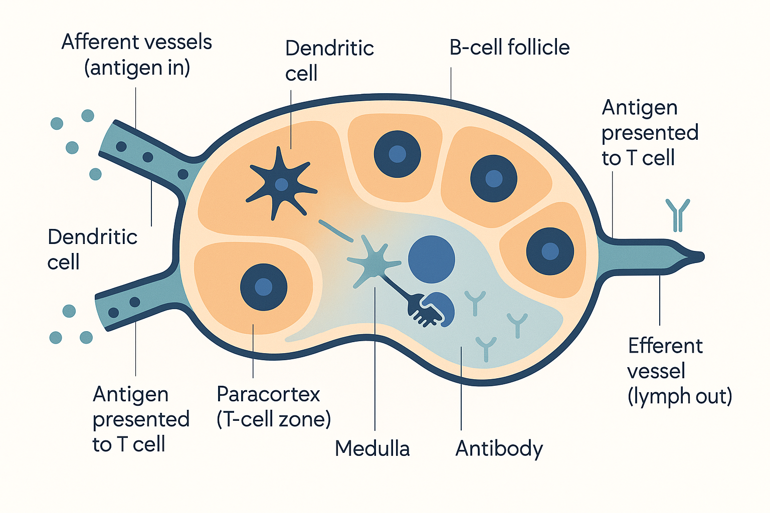 Cutaway illustration of a lymph node: several afferent lymphatic vessels entering one side, lymph percolating through the outer cortex with its B-cell follicles and the deeper paracortex T-cell zone where a dendritic cell presents antigen to a T cell, then through the medulla and out of a single efferent vessel