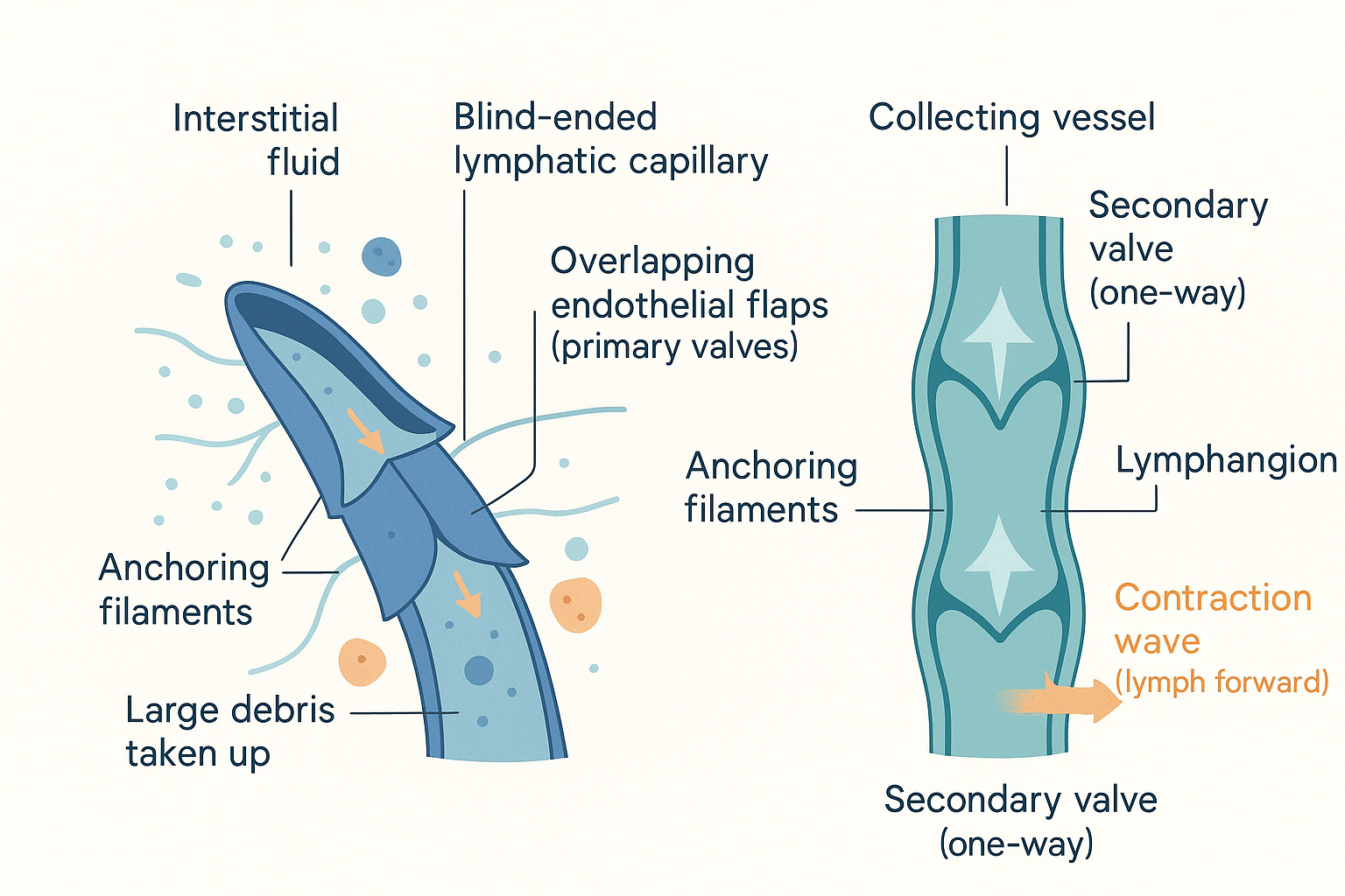 Anatomical illustration of lymphatic vessel architecture: a blind-ended lymphatic capillary with overlapping endothelial flaps acting as primary valves taking up tissue fluid, draining into a collecting vessel showing a lymphangion segment bracketed by two one-way secondary valves and wrapped in smooth muscle, with the contraction wave pushing lymph forward