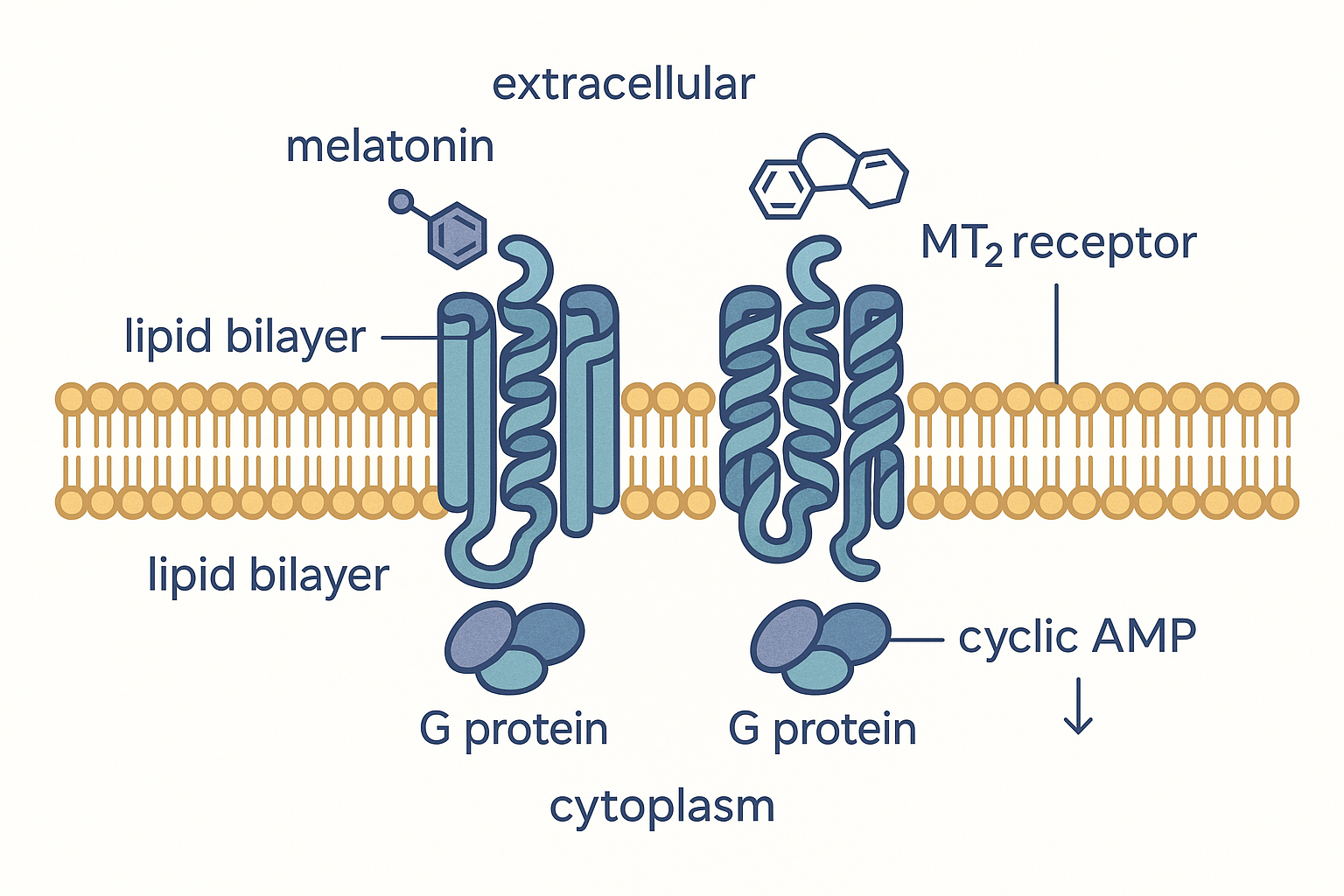 A cell-membrane scene showing one melatonin molecule docked in the binding pocket of an MT1 seven-transmembrane GPCR and a second melatonin in an MT2 receptor alongside, both spanning a horizontal lipid bilayer, with an inhibitory Gi protein on the inner face and a downward arrow marking falling cyclic AMP inside the cell