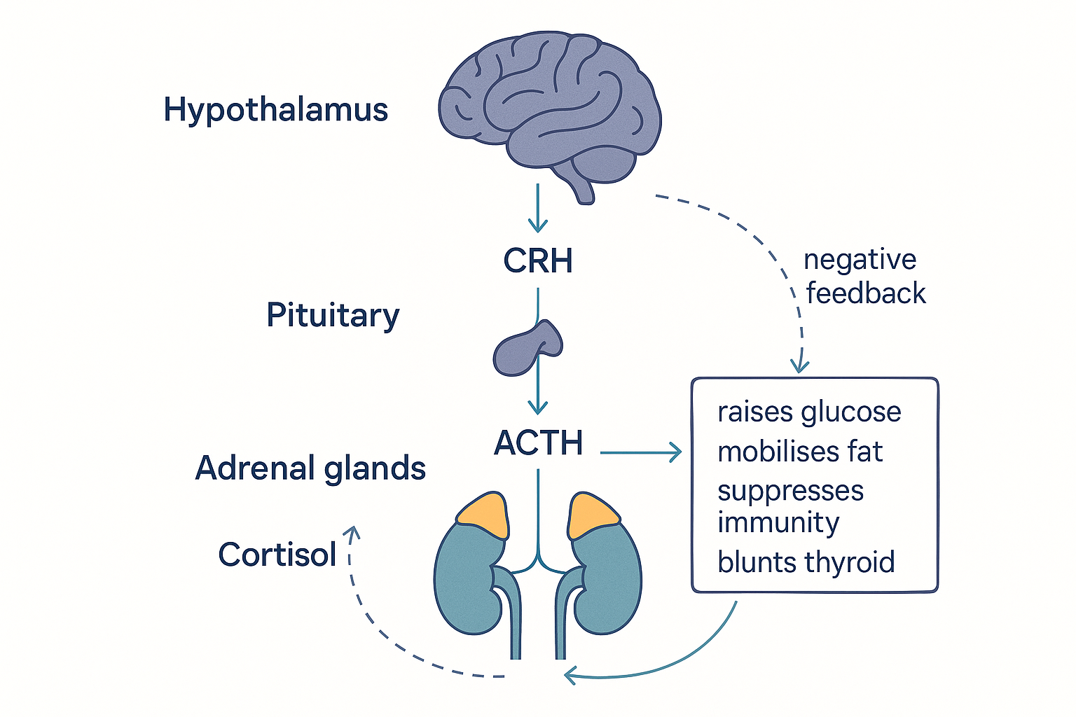 The HPA axis: the hypothalamus sends CRH to the pituitary, the pituitary sends ACTH to the adrenal glands on the kidneys, the adrenals release cortisol which raises glucose, mobilises fat, suppresses immunity and blunts thyroid, with negative feedback to the pituitary and hypothalamus